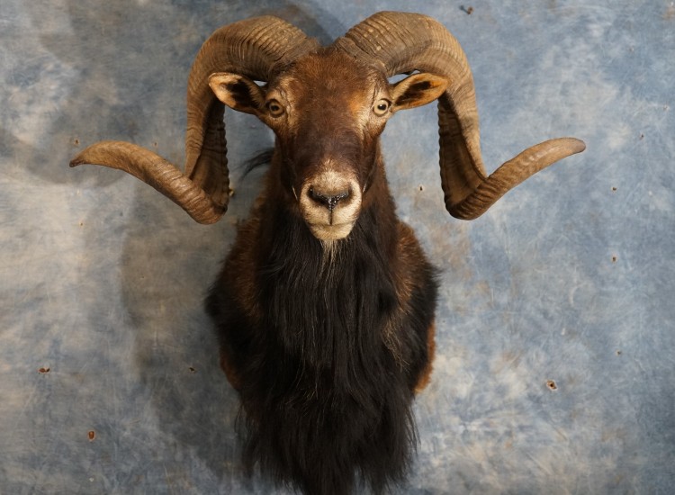 Beautiful Dark Long Beard Corsican Sheep Taxidermy Mount For Sale 
