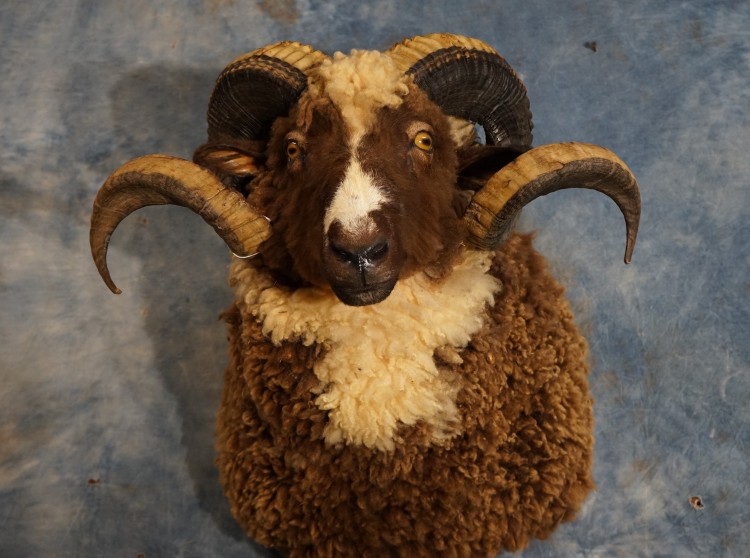 Cool Black Merino Sheep Taxidermy Mount For Sale 