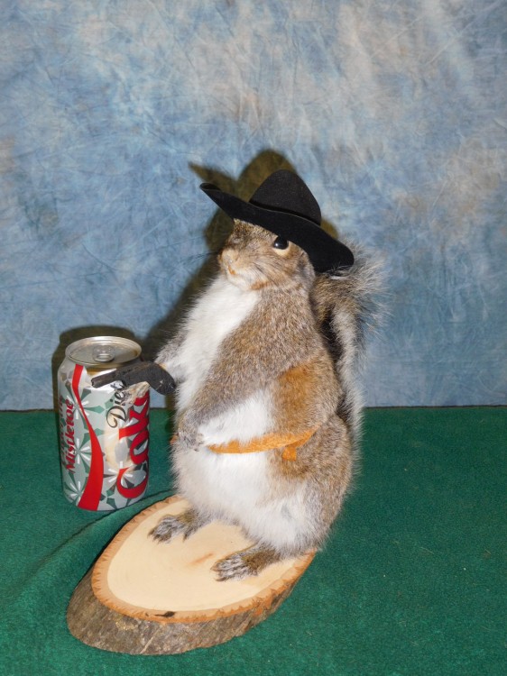 Brand new Cowboy Squirrel Taxidermy Mount For Sale
