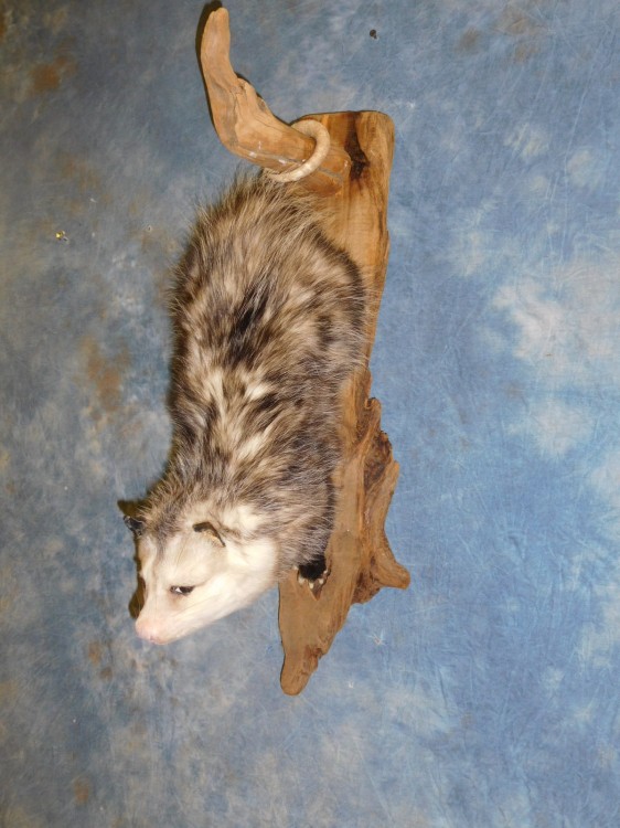 Brand new Hanging Opossum Taxidermy Mount For Sale