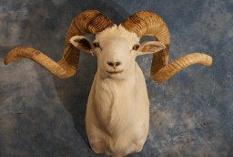 Beautiful Texas Dall Sheep Mount Taxidermy For Sale 