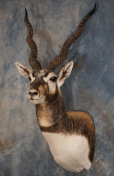 Stunning Blackbuck Antelope Mount Taxidermy For Sale 