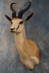 Pretty African Common Springbuck Taxidermy Mount For Sale 