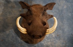 Cool African Warthog Taxidermy Mount For Sale 