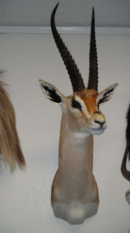 Peter's Gazelle