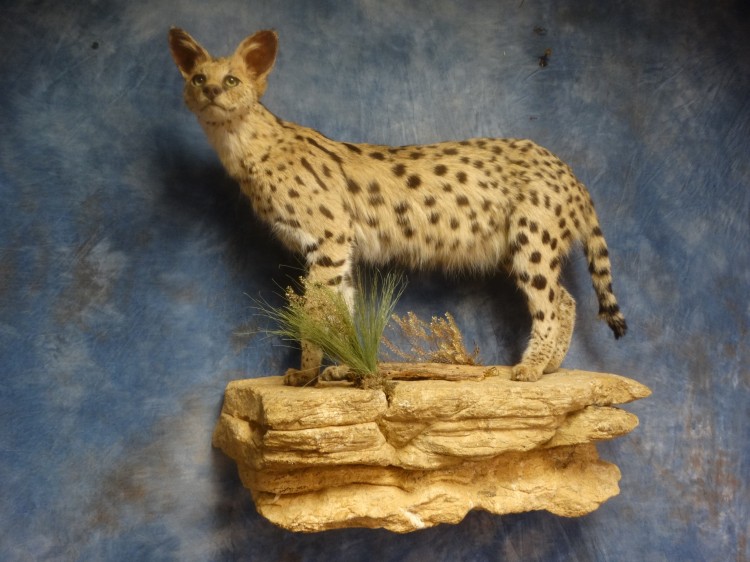 Mount Stunning African Serval Cat Taxidermy Mount For Sale