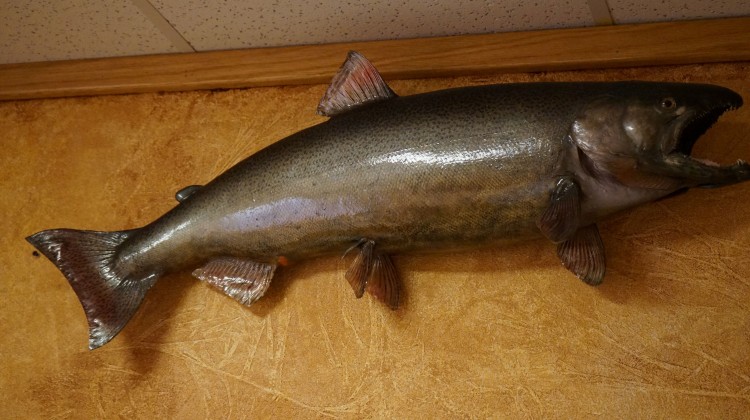 Awesome 38" Real Skin Spawning Male Brown Trout Taxidermy Mount For Sale 