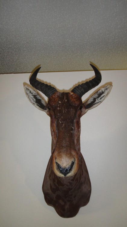 Tsessebee