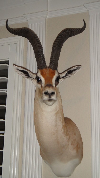 Record Book Grant's Gazelle