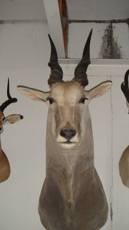 Cape Eland