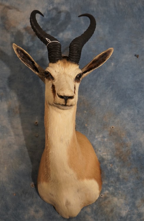Mount - Pretty African Common Springbuck Taxidermy Mount For Sale