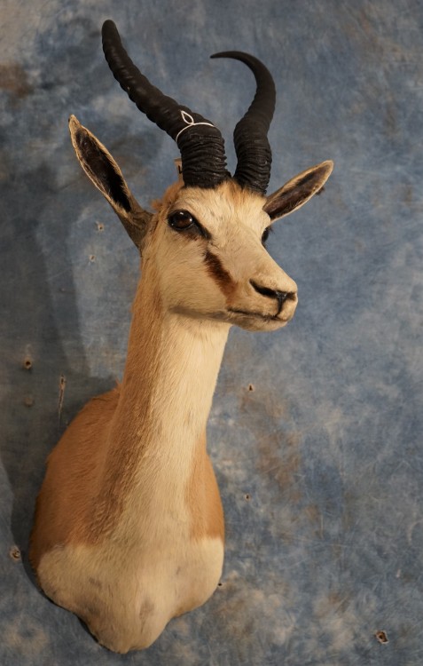 Mount - Pretty African Common Springbuck Taxidermy Mount For Sale