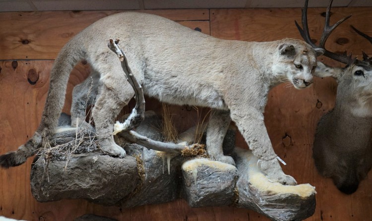 Awesome Mountain Lion Taxidermy Mount For Sale 