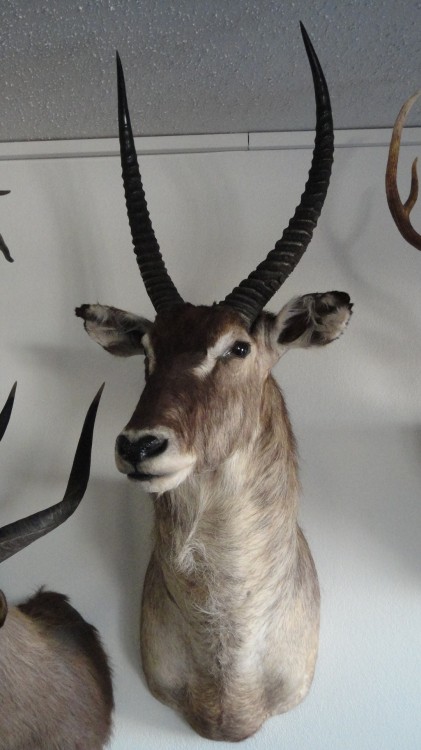 Waterbuck