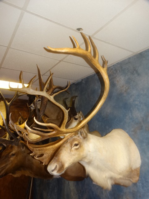 Barren Ground Caribou Taxidermy Mount For Sale