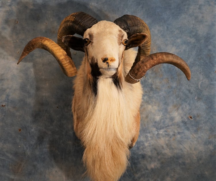 Awesome Painted Desert Sheep Mount Taxidermy For Sale 