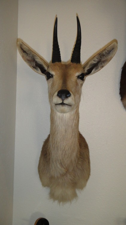 Southern Mountain Reedbuck