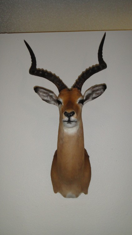 Southern Impala