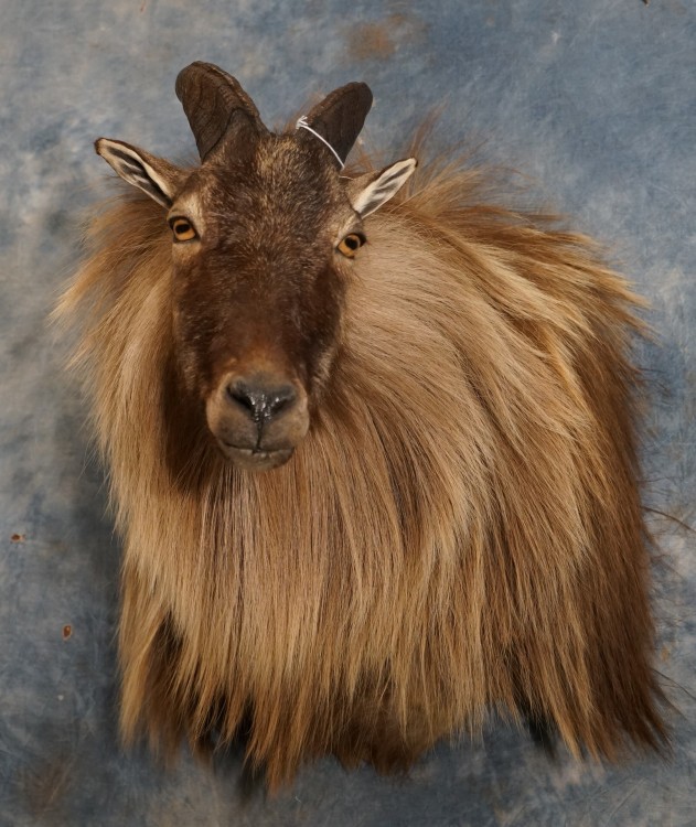 Stunning Himalayan Tahr Taxidermy Mount For Sale 