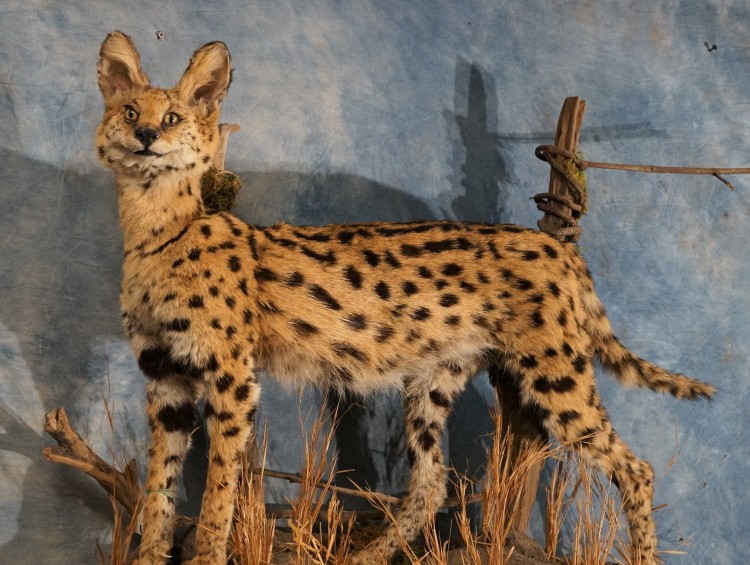 Mount Awesome African Serval Cat Taxidermy Mount For Sale