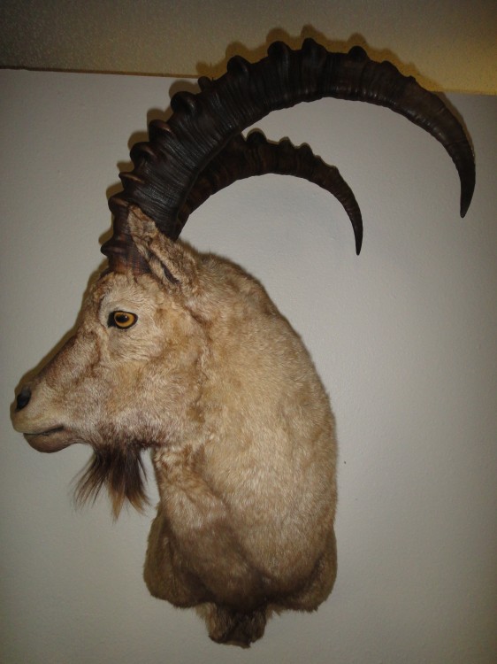 Siberian Ibex