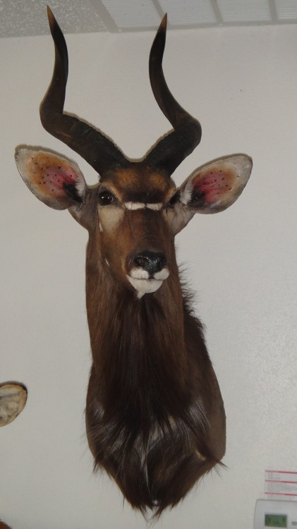 Southern Nyala